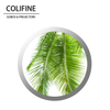 COLIFINE Custom Gobo Gobo Projector Gobo Light Projector Nature Gobo Trees Gobo SM31